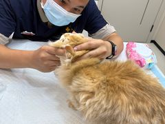 -御宝贝24h宠物医院·转诊中心·CT核磁血透中心(厦门总院)