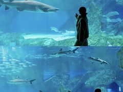 -海合安成都极地海洋公园