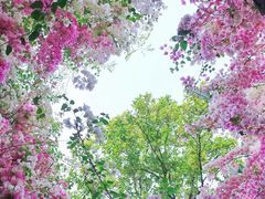 -深圳国际园林花卉博览园