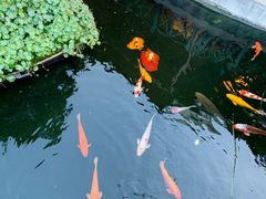 景观位-猪肉婆私房菜(容桂总店)