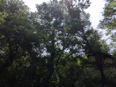 -北陵公园