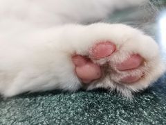 -瞄一喵猫咖(格力海岸店)