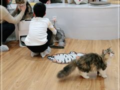 -COLOR PETS 撸猫馆·购猫·猫咖(长风大悦城店)