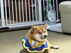 -逗柴咖啡屋·狗咖猫咖宠物桌游