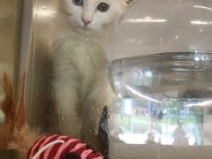 -飞行喵MR PILOT|猫舍·猫咖(静安大融城店)