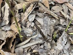 -上海佘山国家森林公园天马山园