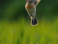 -光明小镇欢乐田园