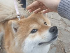 -桃花岭景区