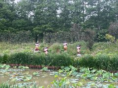 -荷兰花海