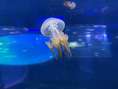 -芜湖新华联大白鲸海洋公园