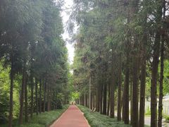 -上海长兴岛郊野公园