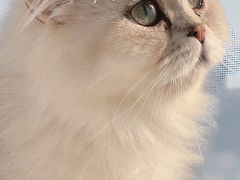 -猫腻·猫咖·撸猫馆(星光大道店)
