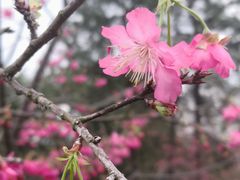 -天适樱花悠乐园