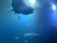 -海棠湾洲际-涛·海底餐厅·美人鱼·自助餐·海底隧道