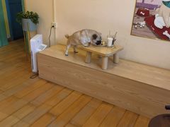 -喜柴咖啡·柴犬狗咖