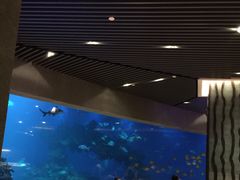 -海棠湾洲际-涛·海底餐厅·美人鱼·自助餐·海底隧道