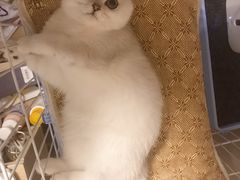 -东方名猫馆·英短金渐层布偶猫舍(环线广场1号楼店)