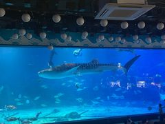 -烟台海昌鲸鲨海洋公园