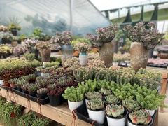 -三圣花乡旅游区