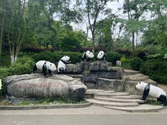 -都江堰中华大熊猫苑