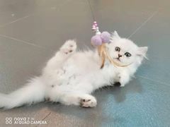 -70cat德文卷毛猫·缅因猫纯种猫舍