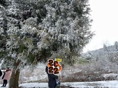 -武陵山森林公园