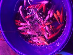 -中环花鸟鱼虫市场