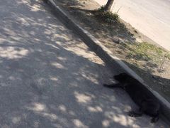 -无忧学车·大众驾校(长宁校区)