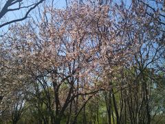 景点-济南森林公园