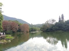 -深圳仙湖植物园