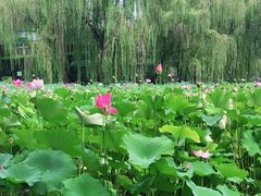 -莲湖公园