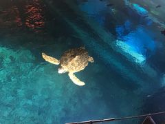 -海棠湾洲际-涛·海底餐厅·美人鱼·自助餐·海底隧道