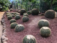 -呀路古热带植物园