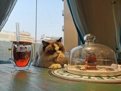 -喵喵咪呀布偶猫咖(春熙路店)