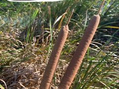 -羊亭河湿地公园