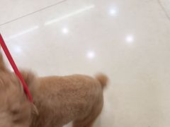 -瑞鹏宠物医院·微创内窥镜·骨外科·牙科(翠竹分院)