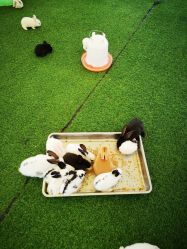 -萌宠亲子动物乐园(槐房万达店)