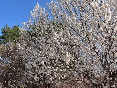 -北京鹫峰国家森林公园