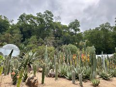 -深圳仙湖植物园