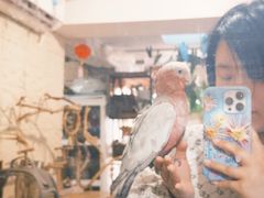 -吉丁鸟咖·异宠·寄养