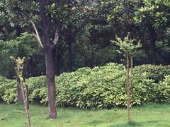 -陈扬蟹黄汤包(开元路店)