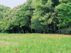 -上海共青森林公园