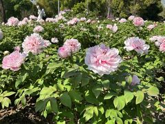 -洛阳市隋唐城遗址植物园