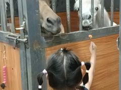 -骑乐马术(广州奥体优托邦中心)