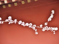 -桃花堤公园