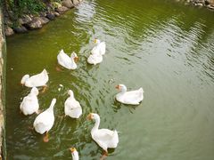 -田园东方蜜桃村的田野营地