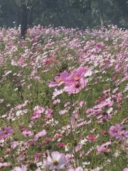 -联合丽格·张菡丽格医疗美容