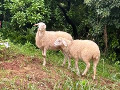 -衢州飞鸿滑草场