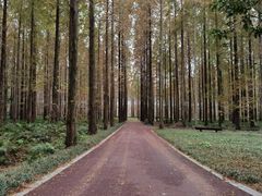 -黄海国家森林公园