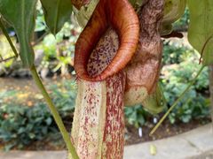 -中国科学院西双版纳热带植物园